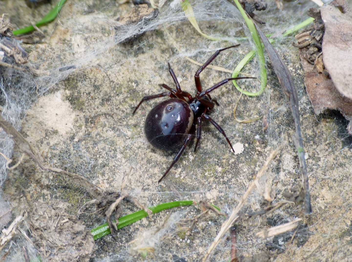 I fiocchetti bianchi della Steatoda nobilis